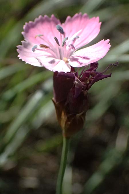 Dianthus carthusianorum subsp. carthusianorum \ Kartuser-Nelke / Carthusian Pink, A Hainburg 10.5.2025