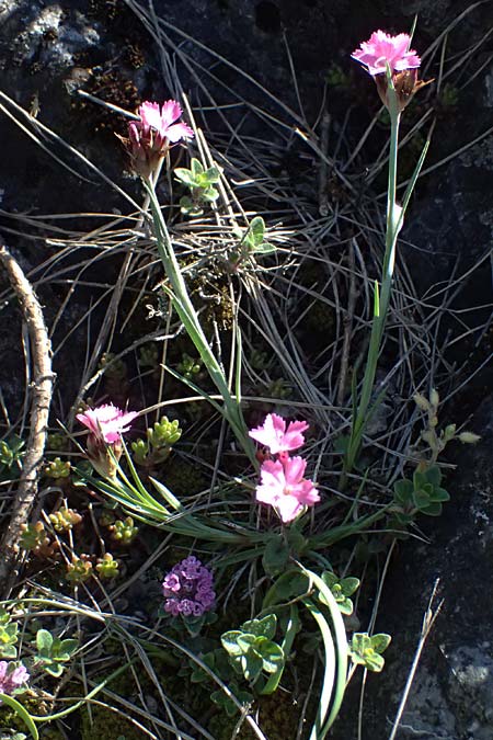 Dianthus carthusianorum subsp. carthusianorum \ Kartuser-Nelke / Carthusian Pink, A Hainburg 10.5.2025