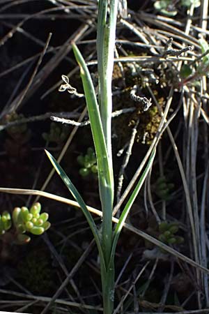 Dianthus carthusianorum subsp. carthusianorum \ Kartuser-Nelke / Carthusian Pink, A Hainburg 10.5.2025