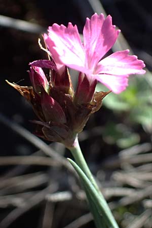 Dianthus carthusianorum subsp. carthusianorum \ Kartuser-Nelke / Carthusian Pink, A Hainburg 10.5.2025