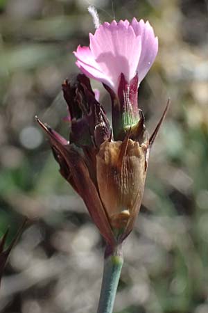 Dianthus carthusianorum subsp. carthusianorum \ Kartuser-Nelke / Carthusian Pink, A Hainburg 10.5.2025