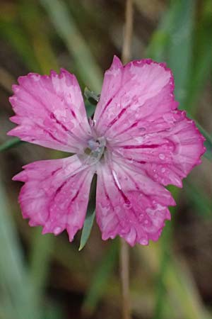 Dianthus carthusianorum subsp. carthusianorum \ Kart�user-Nelke / Carthusian Pink, A Geistthal 17.8.2026
