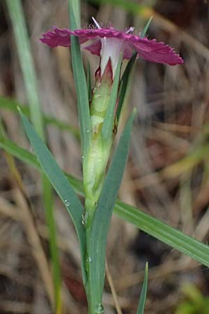 Dianthus carthusianorum subsp. carthusianorum \ Kart�user-Nelke / Carthusian Pink, A Geistthal 17.8.2026