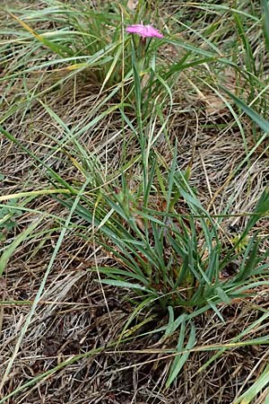 Dianthus carthusianorum subsp. carthusianorum \ Kart�user-Nelke / Carthusian Pink, A Geistthal 17.8.2026
