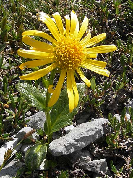 Doronicum glaciale \ Gletscher-Gmswurz / Glacier Leopard's-Bane, A Trenchtling 3.7.2010