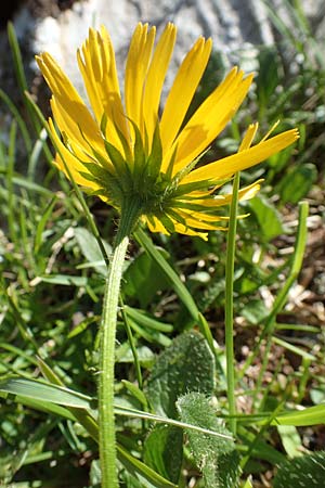 Doronicum glaciale \ Gletscher-Gmswurz / Glacier Leopard's-Bane, A Nockberge, Klomnock 10.7.2019