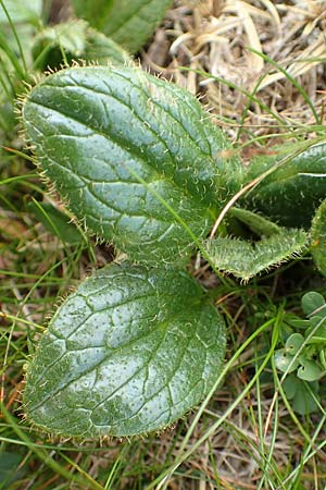 Doronicum glaciale \ Gletscher-Gmswurz / Glacier Leopard's-Bane, A Schneealpe 30.6.2020