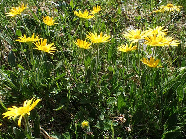 Doronicum glaciale \ Gletscher-Gmswurz / Glacier Leopard's-Bane, A Seetaler Alpen, Zirbitzkogel 28.6.2021