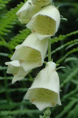 Digitalis grandiflora \ Grobltiger Fingerhut / Yellow Foxgloves, A Admont 3.7.2024