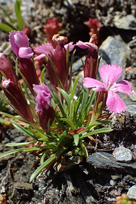 Dianthus glacialis \ Gletscher-Nelke / Glacier Pink, A Bad Gastein 29.6.2025