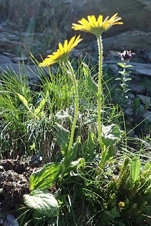 Doronicum glaciale \ Gletscher-Gmswurz / Glacier Leopard's-Bane, A Bad Gastein 29.6.2025