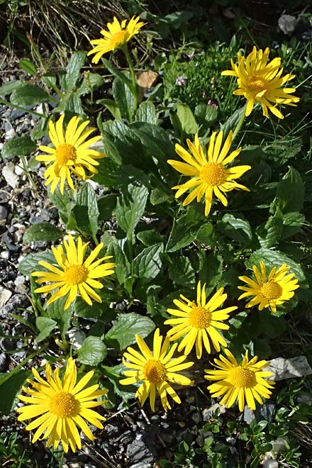 Doronicum glaciale \ Gletscher-Gmswurz / Glacier Leopard's-Bane, A Großglockner 30.6.2025
