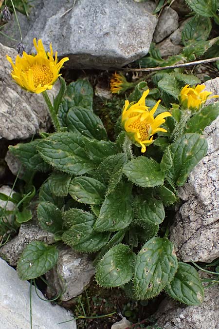 Doronicum glaciale \ Gletscher-Gmswurz / Glacier Leopard's-Bane, A Großglockner 30.6.2025