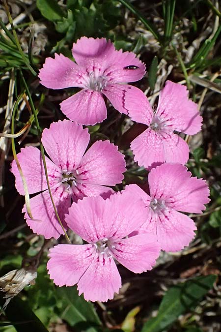 Dianthus glacialis \ Gletscher-Nelke / Glacier Pink, A Kolm Saigurn 2.7.2025