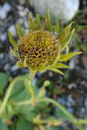 Doronicum glaciale \ Gletscher-Gmswurz / Glacier Leopard's-Bane, A Großglockner 11.8.2025