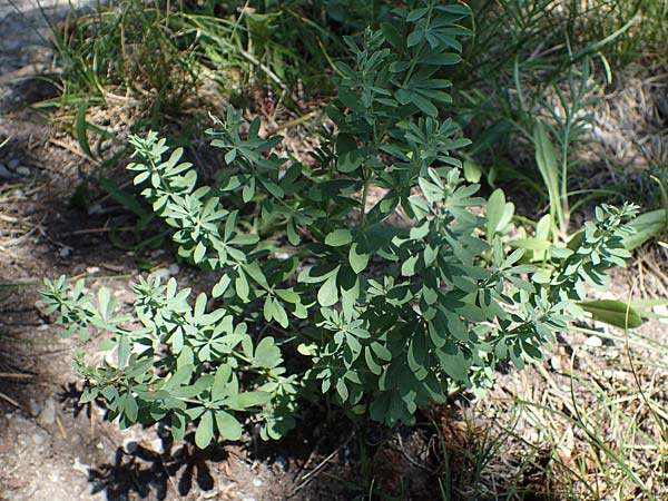 Lotus herbaceus \ Krautiger Backenklee, A Bad V&ouml;slau 7.7.2023