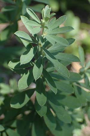 Lotus herbaceus \ Krautiger Backenklee, A Bad V&ouml;slau 7.7.2023