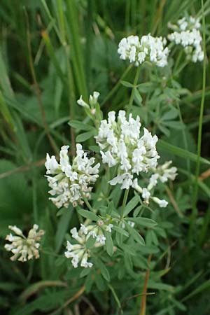 Lotus herbaceus \ Krautiger Backenklee / Herb Canary Clover, A Wien 14.6.2026