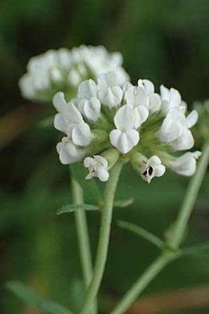 Lotus herbaceus \ Krautiger Backenklee / Herb Canary Clover, A Wien 14.6.2026
