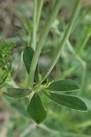 Lotus herbaceus \ Krautiger Backenklee / Herb Canary Clover, A Wien 14.6.2026