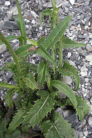 Carduus defloratus \ Alpen-Distel / Alpine Thistle, A Turrach 22.7.2007