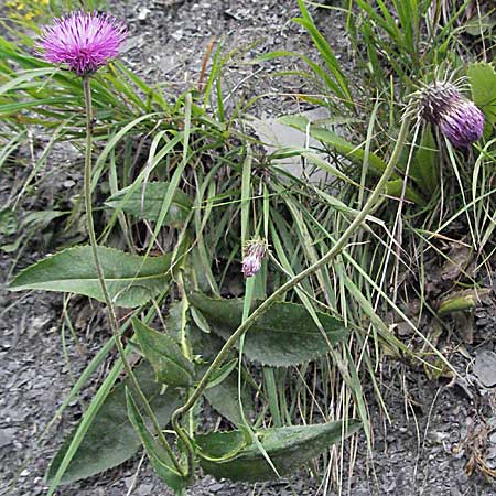 Carduus defloratus \ Alpen-Distel / Alpine Thistle, A Turrach 22.7.2007