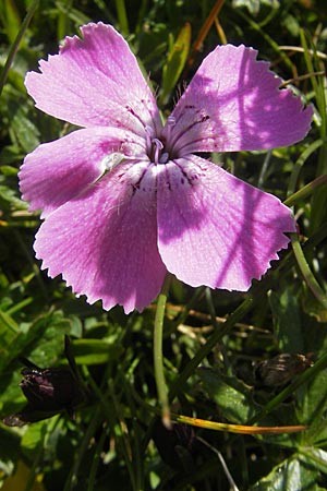 Dianthus alpinus \ Ostalpen-Nelke / Alpine Pink, A Trenchtling 3.7.2010
