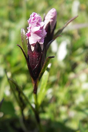 Dianthus alpinus \ Ostalpen-Nelke / Alpine Pink, A Trenchtling 3.7.2010