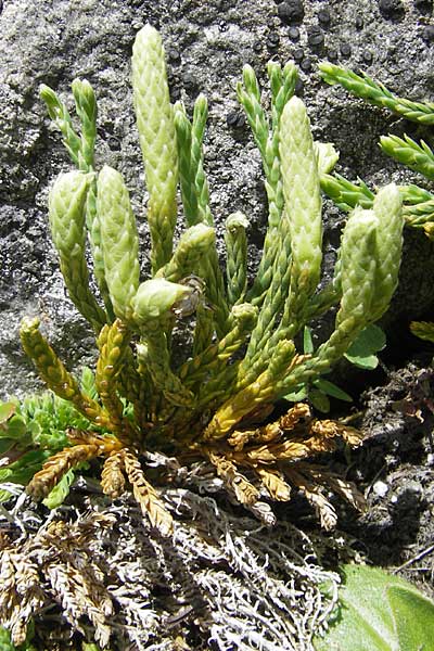 Diphasiastrum alpinum \ Alpen-Flach-Brlapp / Alpine Clubmoss, A Malta - Tal / Valley 19.7.2010