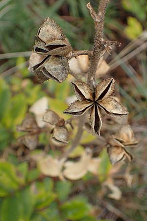 Dictamnus albus \ Diptam / Burning Bush, A Gumpoldskirchen 29.9.2022