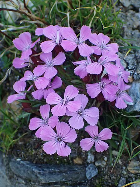 Dianthus glacialis \ Gletscher-Nelke / Glacier Pink, A Gro&szlig;glockner 11.8.2025