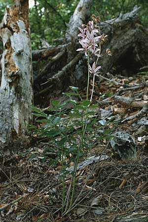 Dictamnus albus \ Diptam / Burning Bush, A Wienerwald bei/near Baden 20.6.1987