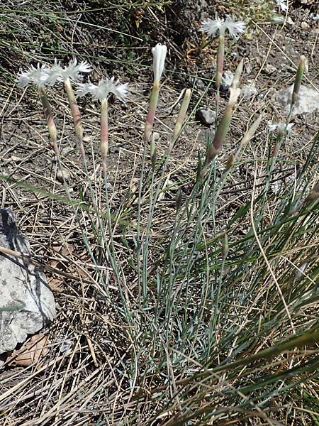 Dianthus lumnitzeri \ Hainburger Feder-Nelke, Pressburger Nelke / Lumnitzer's Pink, A Hainburg 14.5.2022