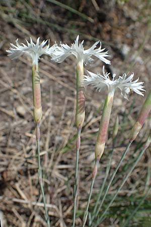 Dianthus lumnitzeri \ Hainburger Feder-Nelke, Pressburger Nelke / Lumnitzer's Pink, A Hainburg 14.5.2022