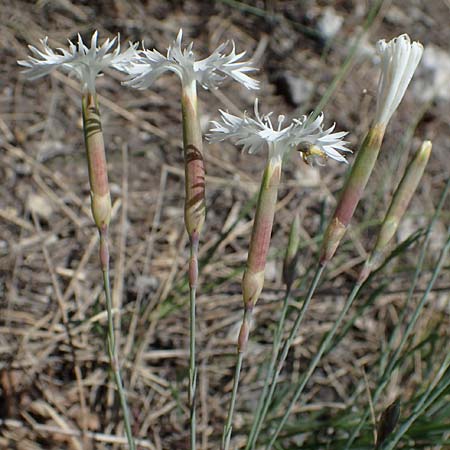 Dianthus lumnitzeri \ Hainburger Feder-Nelke, Pressburger Nelke / Lumnitzer's Pink, A Hainburg 14.5.2022