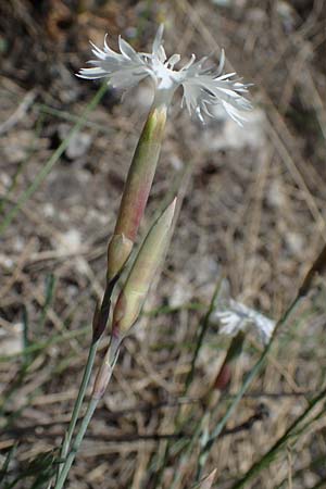 Dianthus lumnitzeri \ Hainburger Feder-Nelke, Pressburger Nelke / Lumnitzer's Pink, A Hainburg 14.5.2022