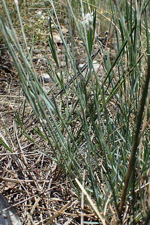 Dianthus lumnitzeri \ Hainburger Feder-Nelke, Pressburger Nelke / Lumnitzer's Pink, A Hainburg 14.5.2022