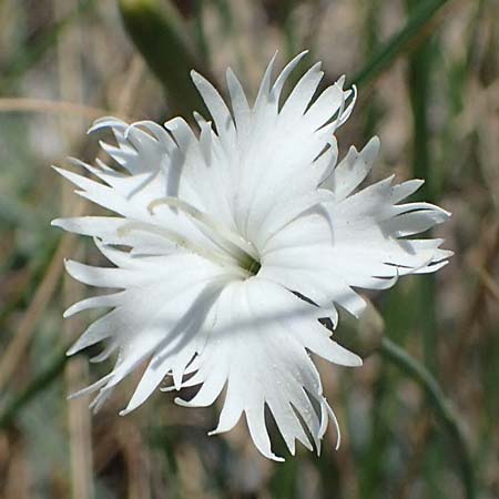 Dianthus lumnitzeri \ Hainburger Feder-Nelke, Pressburger Nelke / Lumnitzer's Pink, A Hainburg 14.5.2022
