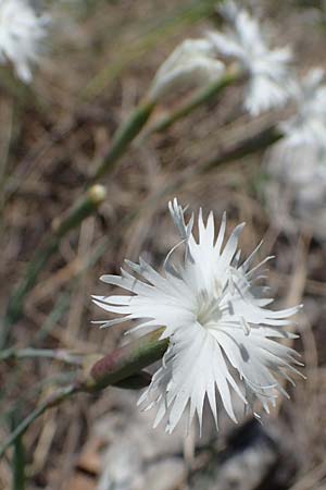 Dianthus lumnitzeri \ Hainburger Feder-Nelke, Pressburger Nelke / Lumnitzer's Pink, A Hainburg 14.5.2022