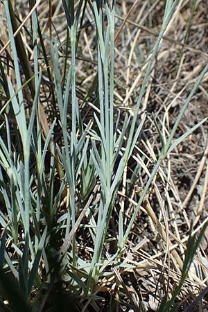 Dianthus lumnitzeri \ Hainburger Feder-Nelke, Pressburger Nelke / Lumnitzer's Pink, A Hainburg 14.5.2022