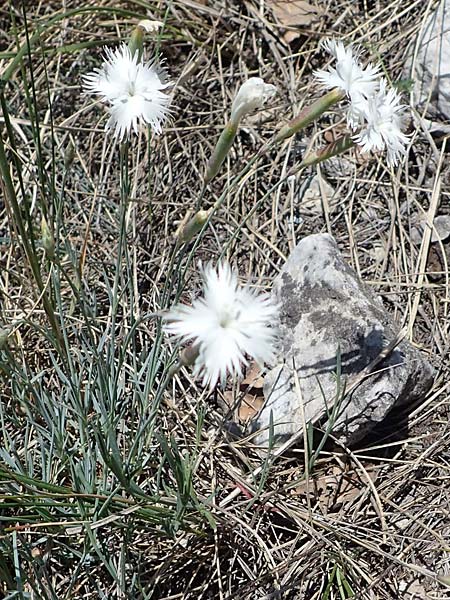 Dianthus lumnitzeri \ Hainburger Feder-Nelke, Pressburger Nelke / Lumnitzer's Pink, A Hainburg 14.5.2022