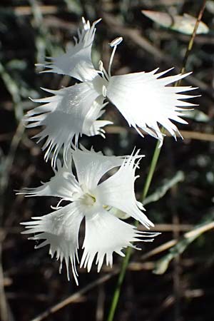 Dianthus lumnitzeri \ Hainburger Feder-Nelke, Pressburger Nelke / Lumnitzer's Pink, A Hainburg 10.5.2025