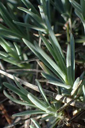 Dianthus lumnitzeri \ Hainburger Feder-Nelke, Pressburger Nelke / Lumnitzer's Pink, A Hainburg 10.5.2025