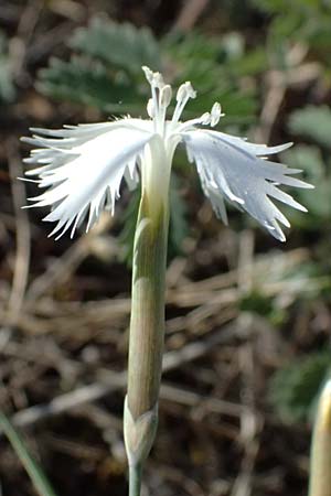 Dianthus lumnitzeri \ Hainburger Feder-Nelke, Pressburger Nelke / Lumnitzer's Pink, A Hainburg 10.5.2025