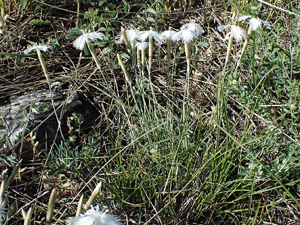 Dianthus lumnitzeri \ Hainburger Feder-Nelke, Pressburger Nelke / Lumnitzer's Pink, A Hainburg 10.5.2025