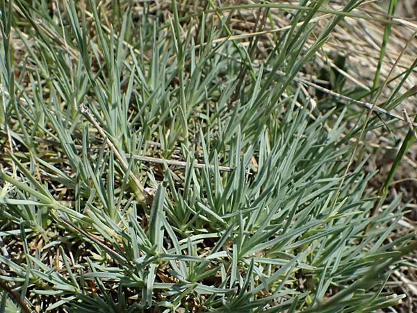 Dianthus lumnitzeri \ Hainburger Feder-Nelke, Pressburger Nelke / Lumnitzer's Pink, A Hainburg 13.6.2026
