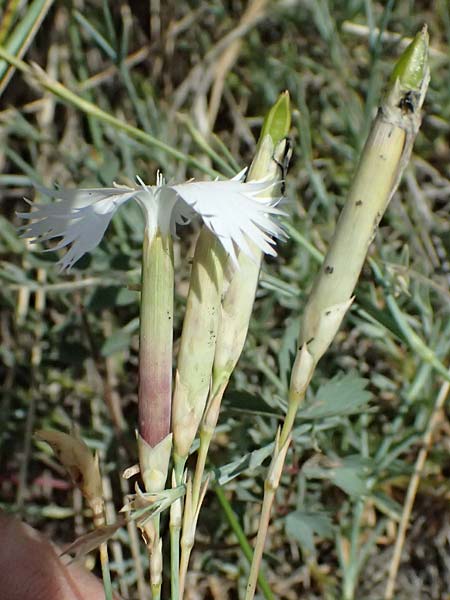 Dianthus lumnitzeri \ Hainburger Feder-Nelke, Pressburger Nelke / Lumnitzer's Pink, A Hainburg 13.6.2026