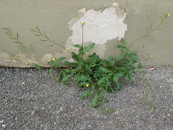 Diplotaxis muralis \ Mauer-Doppelsame / Annual Wall Rocket, A Bruck an der Mur 4.7.2020