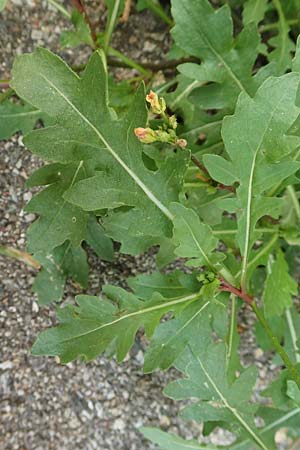 Diplotaxis muralis \ Mauer-Doppelsame / Annual Wall Rocket, A Bruck an der Mur 4.7.2020