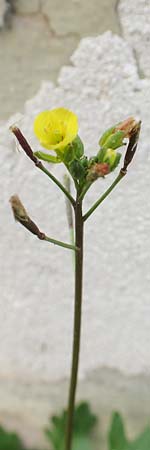 Diplotaxis muralis \ Mauer-Doppelsame / Annual Wall Rocket, A Bruck an der Mur 4.7.2020